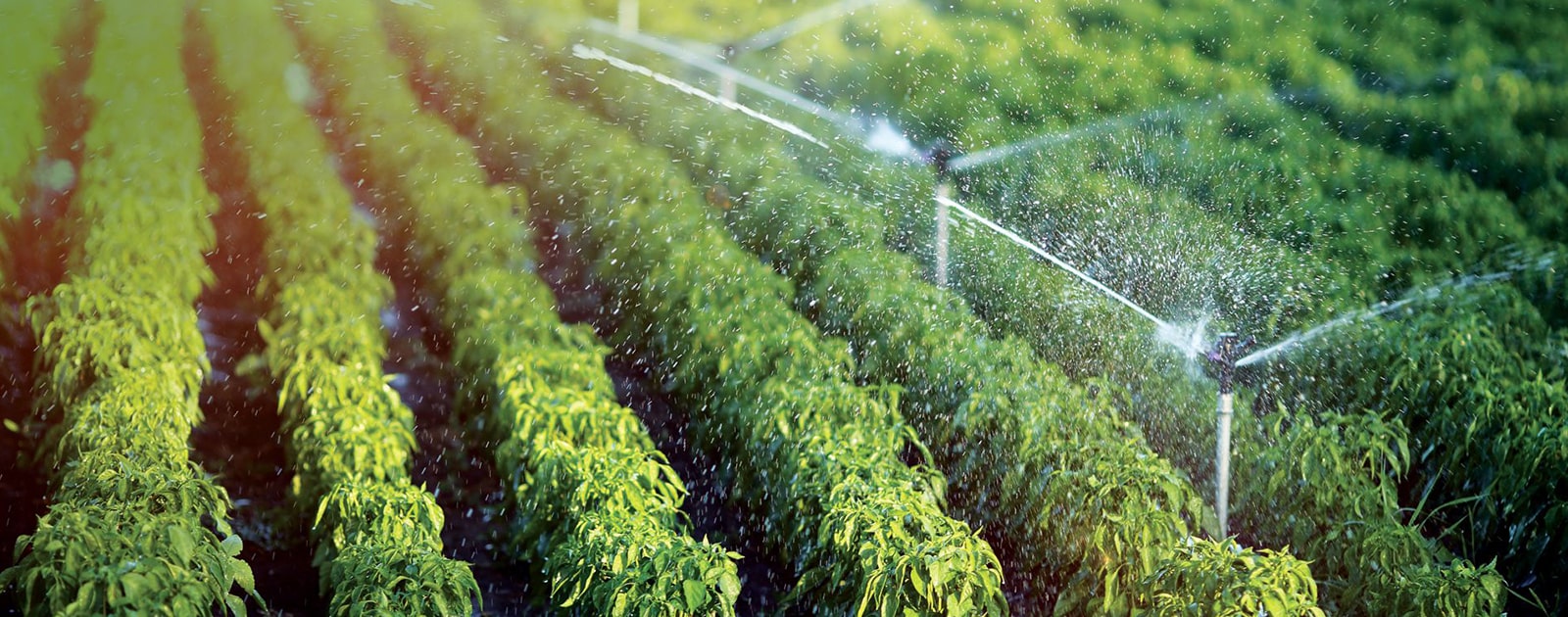 Kothari Irrigation
